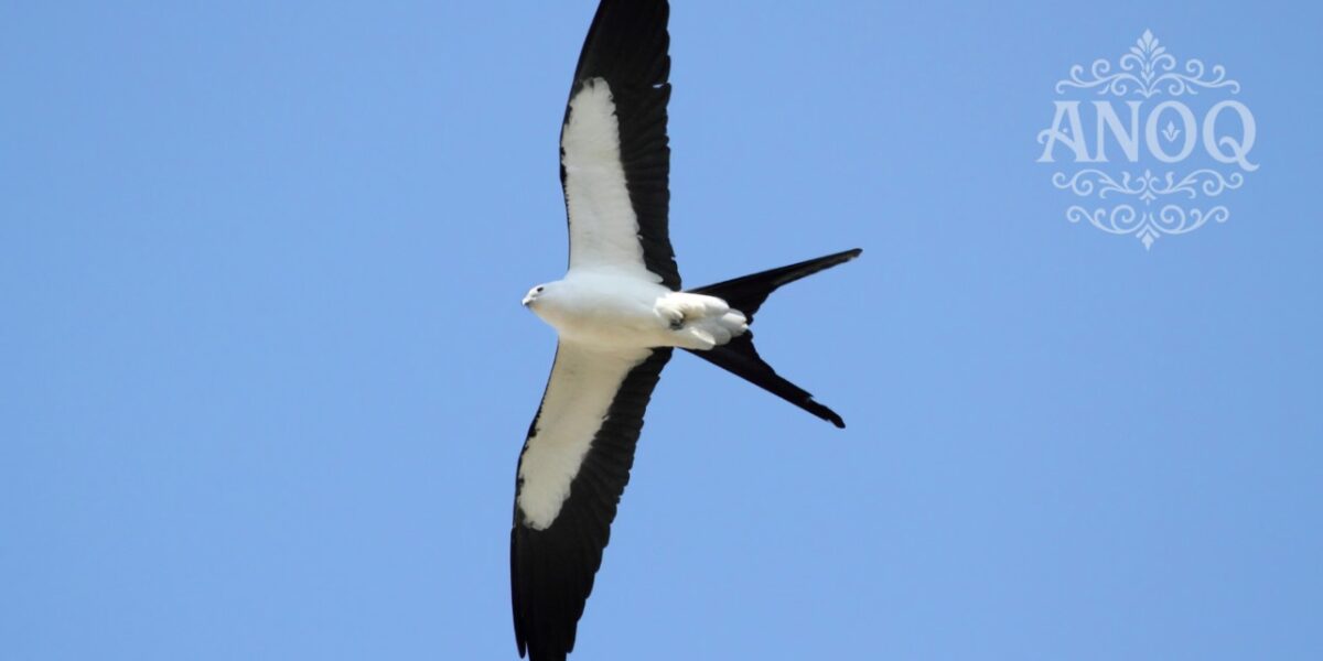 Realisasi pajak sarang walet Belitung 2024