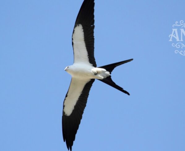 Realisasi pajak sarang walet Belitung 2024