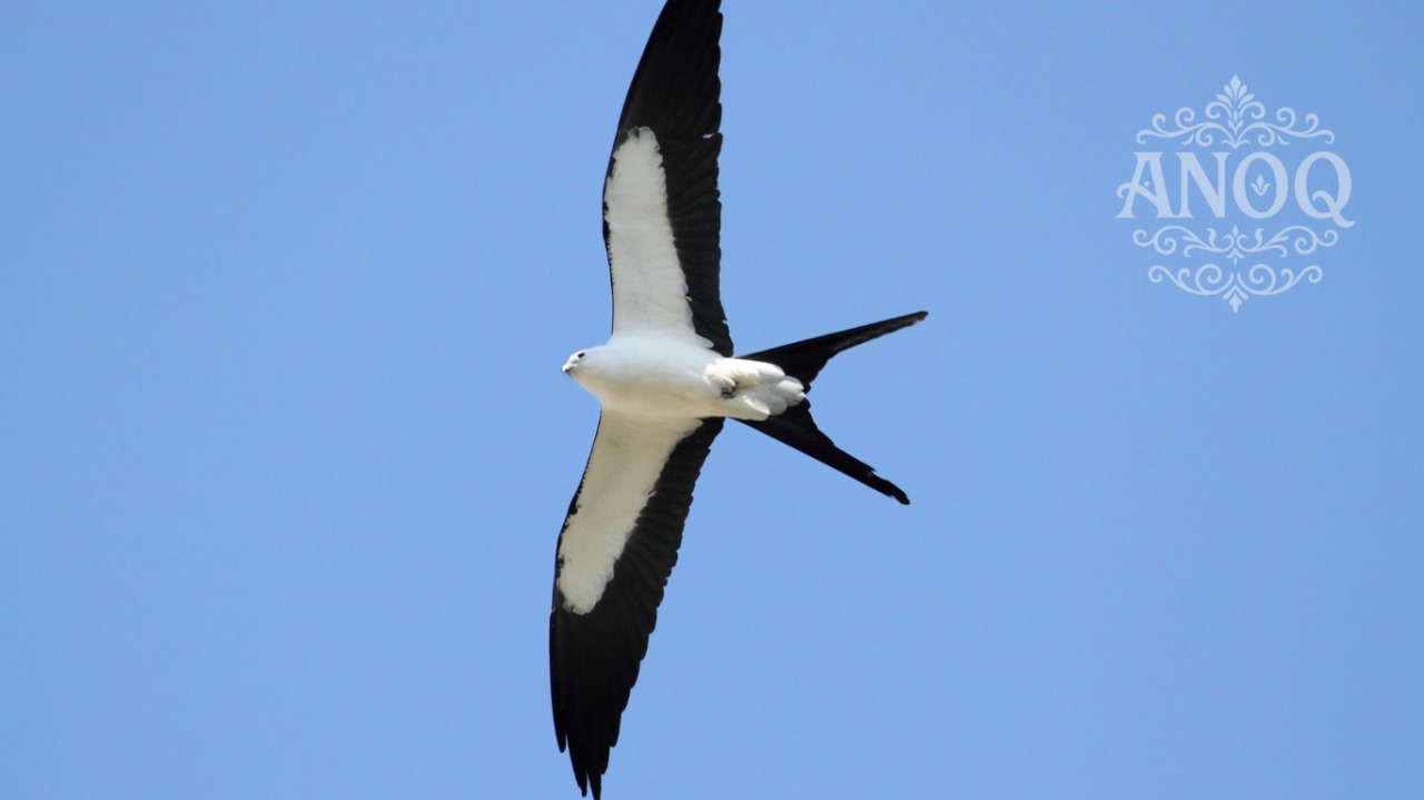 Realisasi pajak sarang walet Belitung 2024